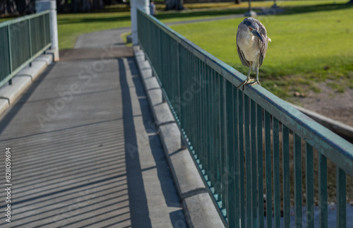 Closeup of a Gray and White Heron on a Teal Green and White Walking Bridge in a Green Park. © ttrimmer
