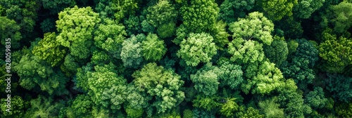 Aerial top view of green trees in forest. Drone view of dense green tree captures CO2. Green tree nature background for carbon neutrality and net zero emissions concept. Sustainable green environment.