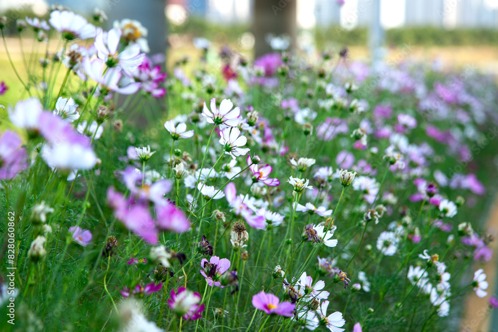 View of the cosmos flowers in the riverside View of the cosmos flowers in the riverside