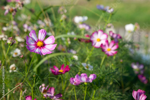 View of the cosmos flowers in the riverside