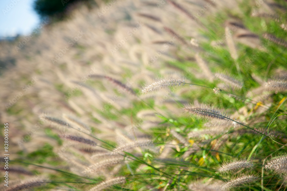 View of the foxtails in autumn View of the foxtails in autumn
