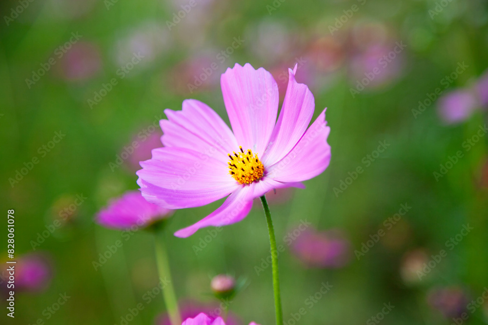 View of the cosmos flowers in the riverside View of the cosmos flowers in the riverside