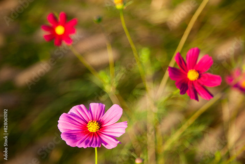 View of the cosmos flowers in the riverside