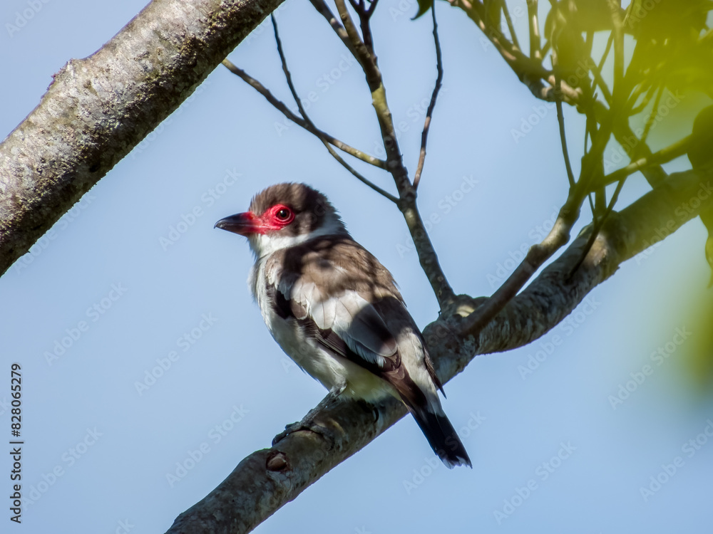 Masked Tityra - Tityra semifasciata in Costa Rica