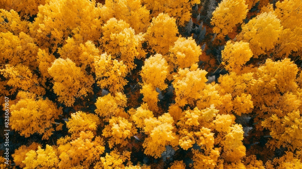 Aerial top view of yellow trees in forest. Drone view of dense yellow tree captures CO2. Yellow tree nature background for carbon neutrality and net zero emissions concept. Sustainable environment. Aerial top view of yellow trees in forest. Drone view of dense yellow tree captures CO2. Yellow tree nature background for carbon neutrality and net zero emissions concept. Sustainable environment.