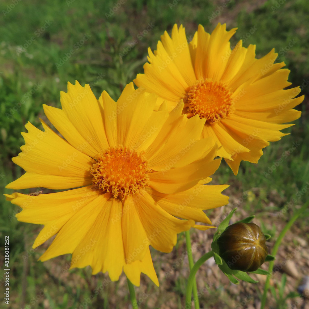 Obraz premium 春にオオキンケイギクが黄色い花を咲かせています