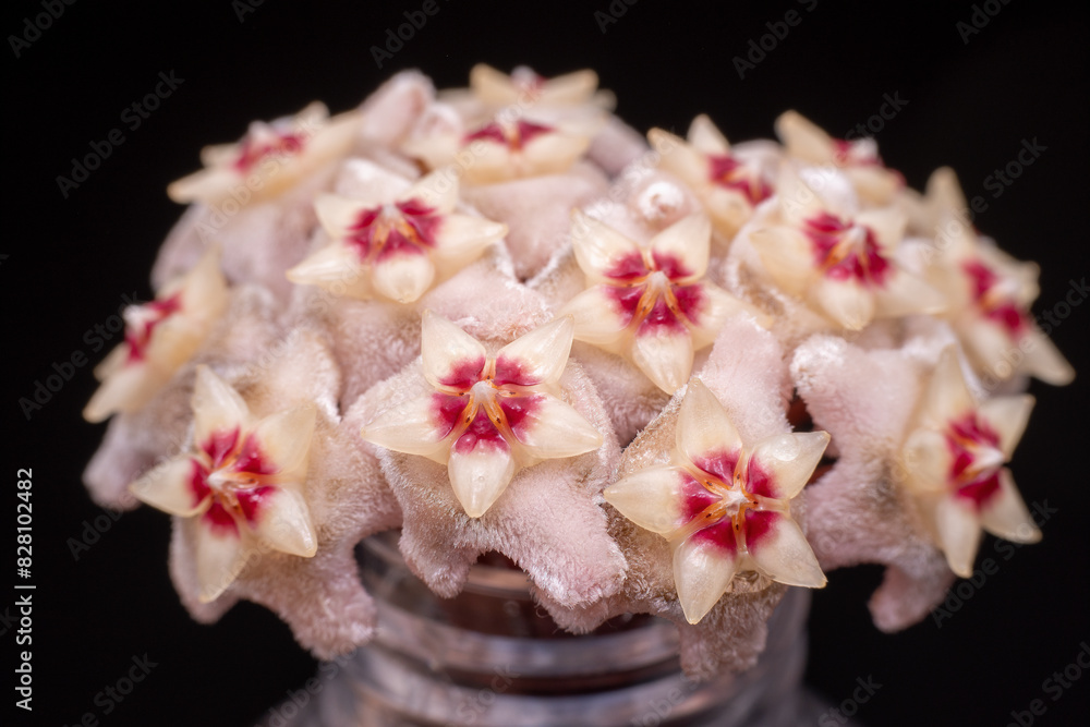 Hoya carnosa flower in the wild state Hoya carnosa flower in the wild state