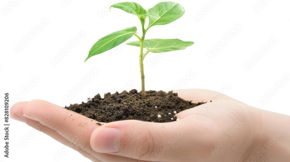 A close-up of a young seedling sprouting from rich, dark soil, with dewdrops glistening on its leaves against a clear white background A close-up of a young seedling sprouting from rich, dark soil, with dewdrops glistening on its leaves against a clear white background