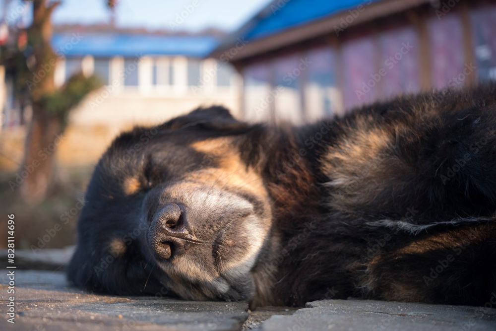 stray dog sleeping on the cold ground stray dog sleeping on the cold ground