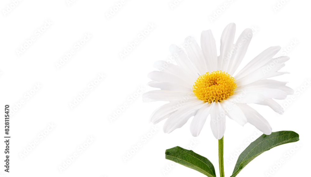 Naklejka premium マーガレット 心に秘めた愛 真実の友情 PNG 透過