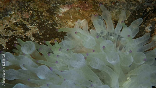 A yellow, striped fish hid among the tentacles of an anemone growing at the bottom of a tropical sea.
Orangefin Anemonefish (Amphiprion chrysopterus)15 cm. ID: 2 bluish bars, anterior bar wider. photo