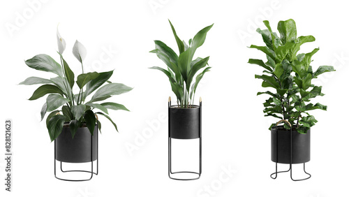 Canvas-taulu Indoor Plants Transparent Background