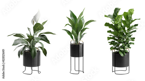 Indoor Plants Transparent Background