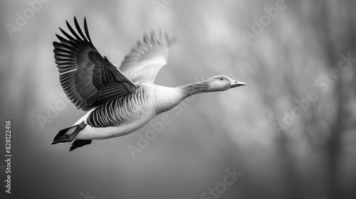 The Greylag Goose An Overview photo