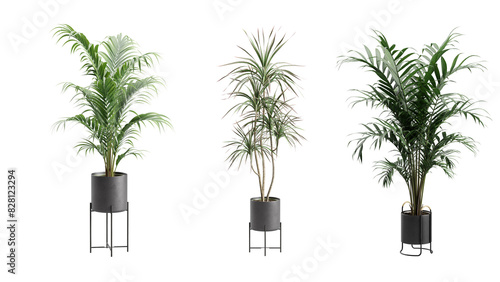 Photos Indoor Potted Palm Plants Alpha Background