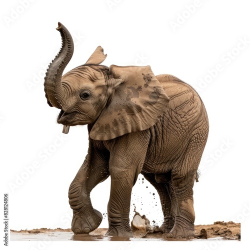 A majestic elephant calf frolicking in a muddy watering hole  its trunk raised in a playful gesture isolated on white background 
