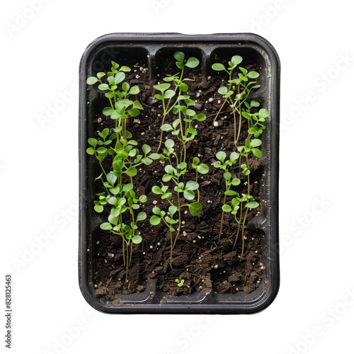 The image shows a black plastic tray with green seedlings growing in it.