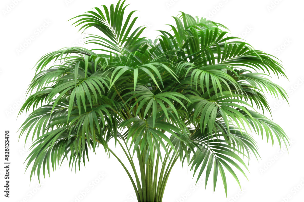 Areca palm, isolated on solid white background, PNG di-cut style, realistic photo style, object as model Areca palm, isolated on solid white background, PNG di-cut style, realistic photo style, object as model