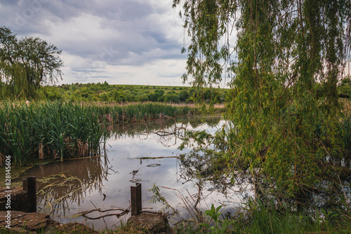 A small pond overgrown with reeds and bushes