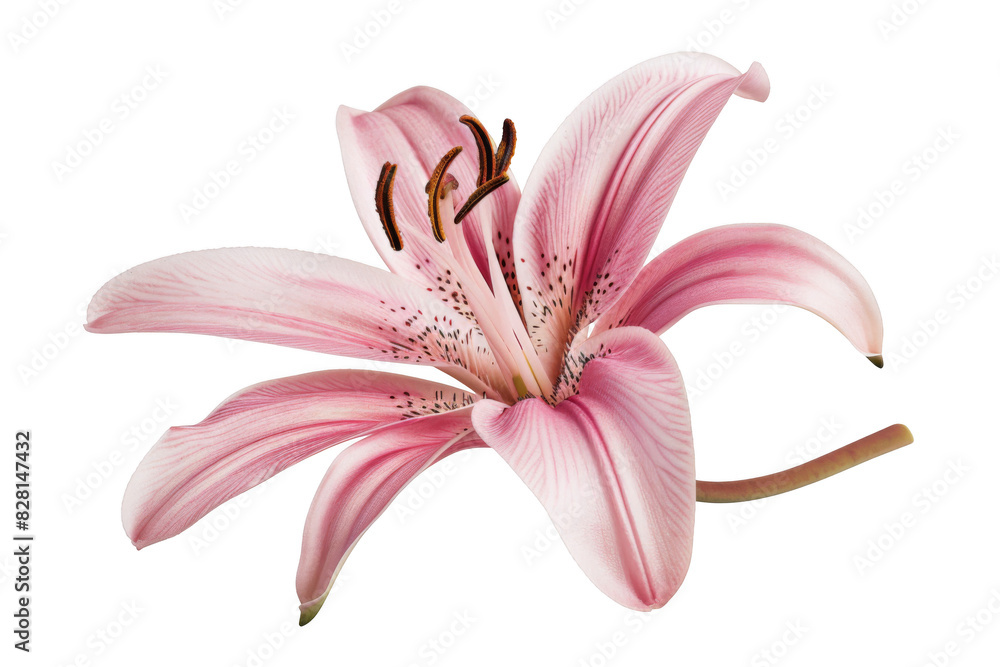 Naklejka premium Lily, isolated on solid white background, PNG di-cut style, realistic photo style, object as model