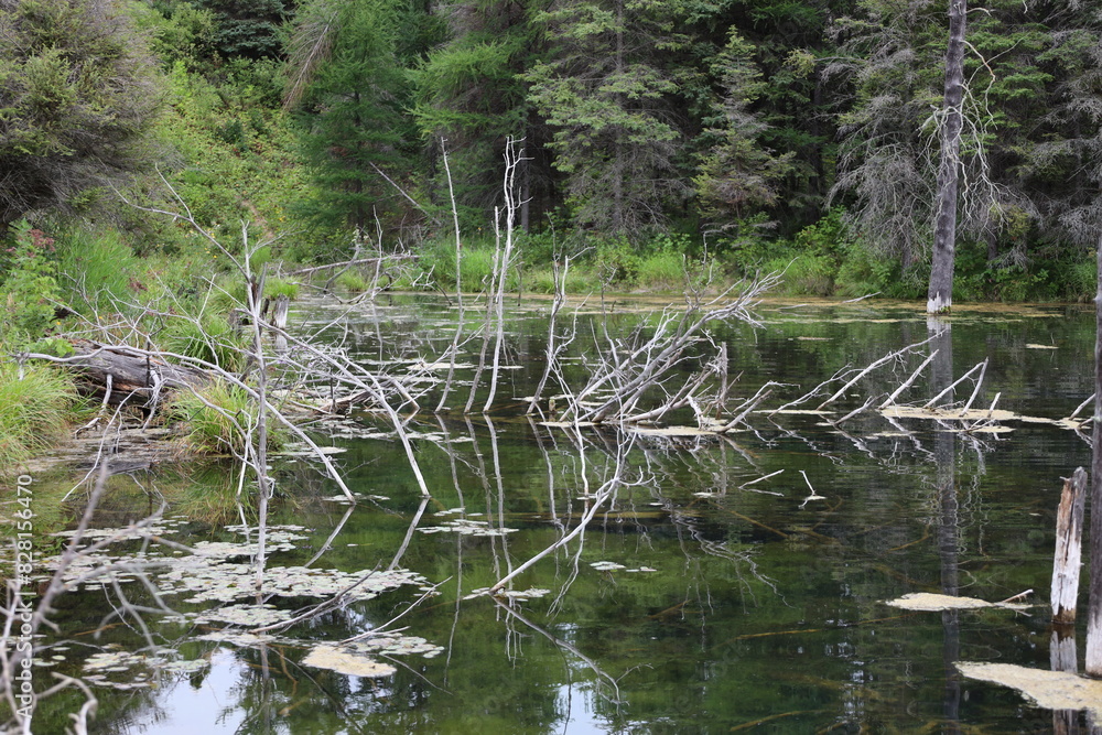 dead branches rise from a pond of naturally toxic alkaline water dead branches rise from a pond of naturally toxic alkaline water