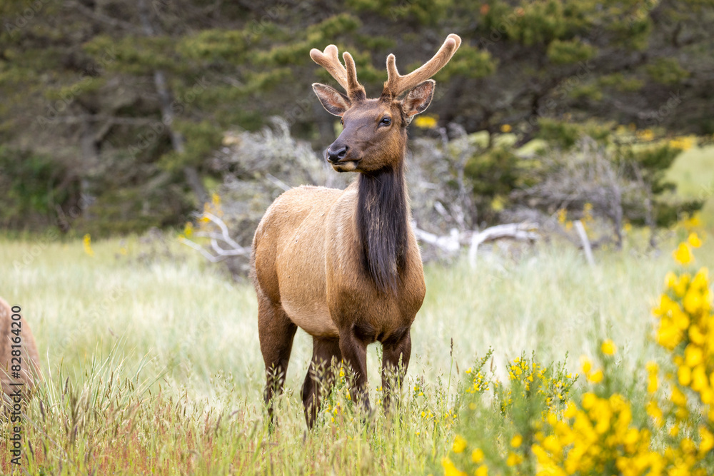 Elk with young antlers on the Oregon coast Elk with young antlers on the Oregon coast