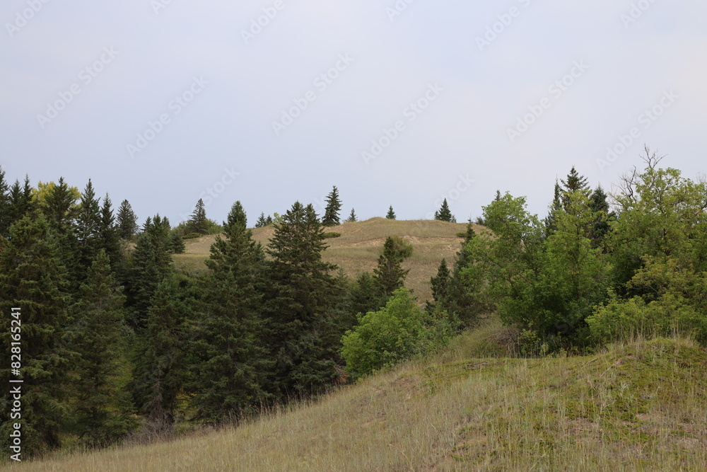 landscape rolling hills with mixed coarse grass and boreal forest landscape rolling hills with mixed coarse grass and boreal forest
