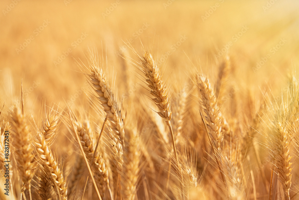 golden wheat field. Ears of golden wheat close up. golden wheat field. Ears of golden wheat close up.