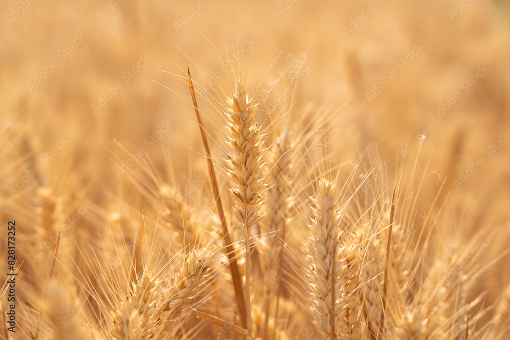 golden wheat field. Ears of golden wheat close up. golden wheat field. Ears of golden wheat close up.