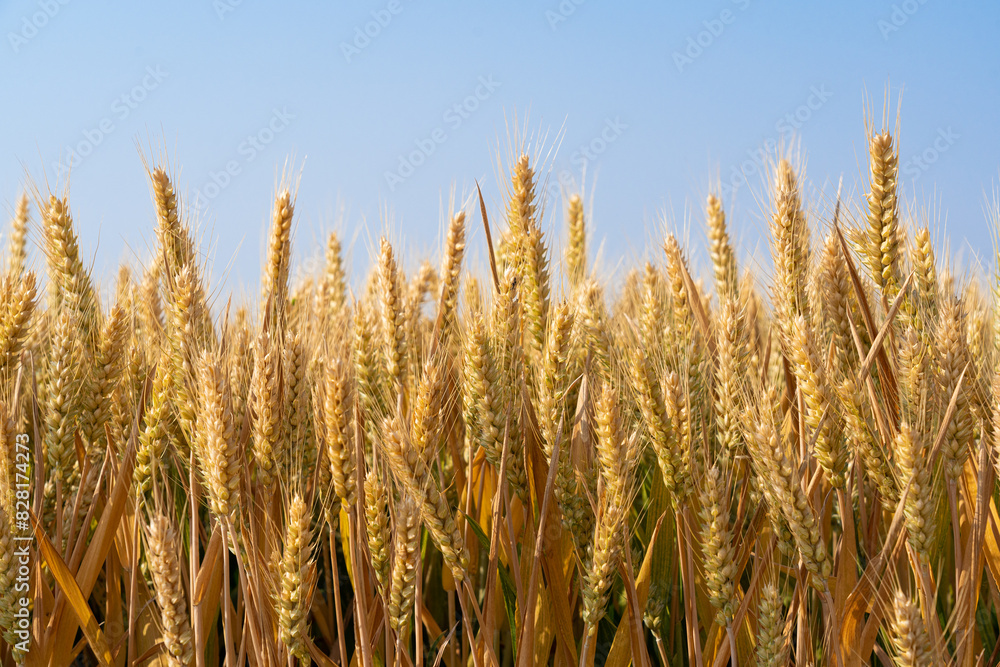 golden wheat field. Ears of golden wheat close up. golden wheat field. Ears of golden wheat close up.