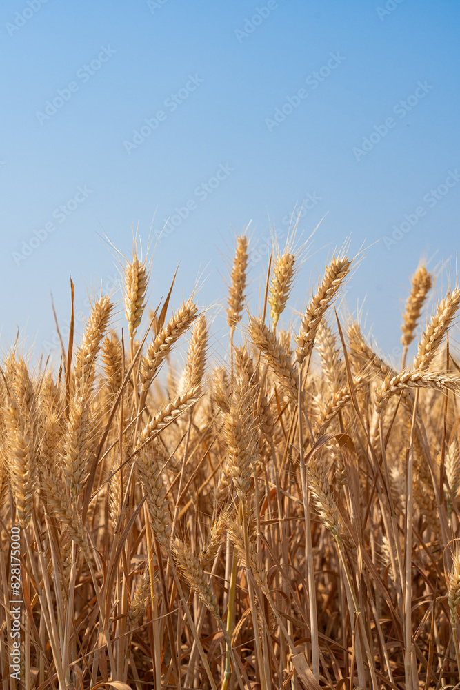 golden wheat field. Ears of golden wheat close up. golden wheat field. Ears of golden wheat close up.