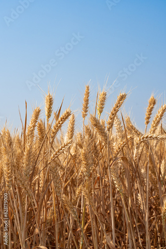 Wallpaper Mural golden wheat field. Ears of golden wheat close up. Torontodigital.ca