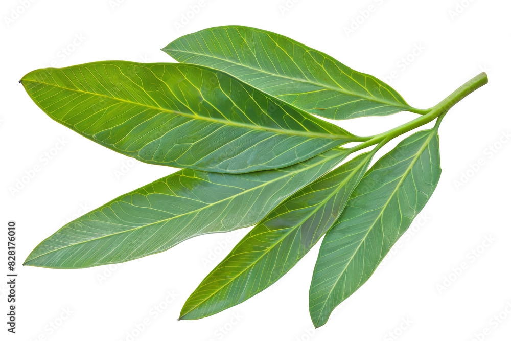 Sassafras leaf, isolated on solid white background, PNG di-cut style, realistic photo style, object as model Sassafras leaf, isolated on solid white background, PNG di-cut style, realistic photo style, object as model