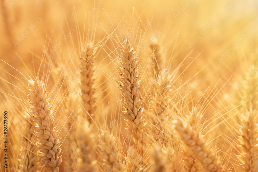 golden wheat field. Ears of golden wheat close up. golden wheat field. Ears of golden wheat close up.