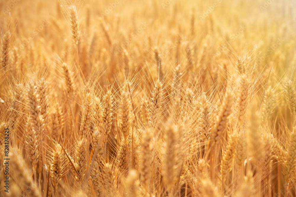 golden wheat field. Ears of golden wheat close up. golden wheat field. Ears of golden wheat close up.