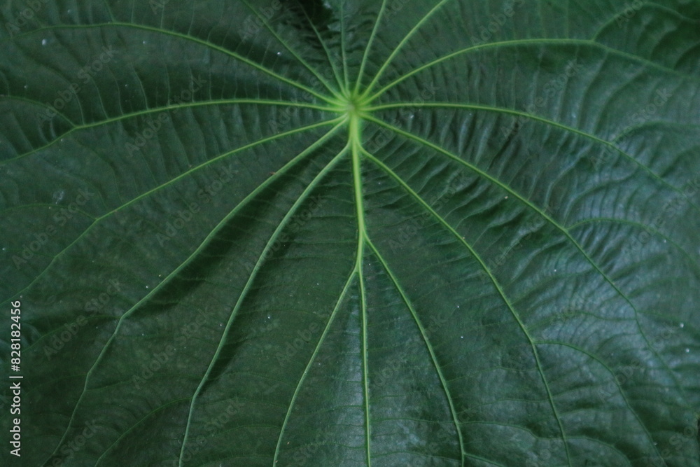 background texture green leaf structure macro photography background texture green leaf structure macro photography