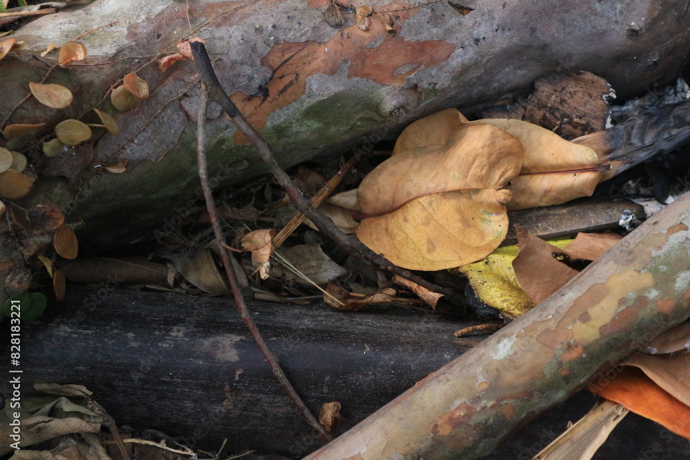 dry leaves and wood in the forest, nature background dry leaves and wood in the forest, nature background
