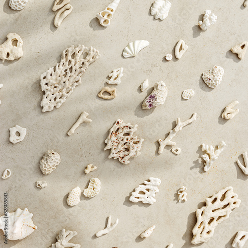 Trend pattern from seashells and coral on sandy tones background. Minimal card at sunlight. Summer vacation concept, beach mood. Nautical design. Top view nature aesthetics still life composition