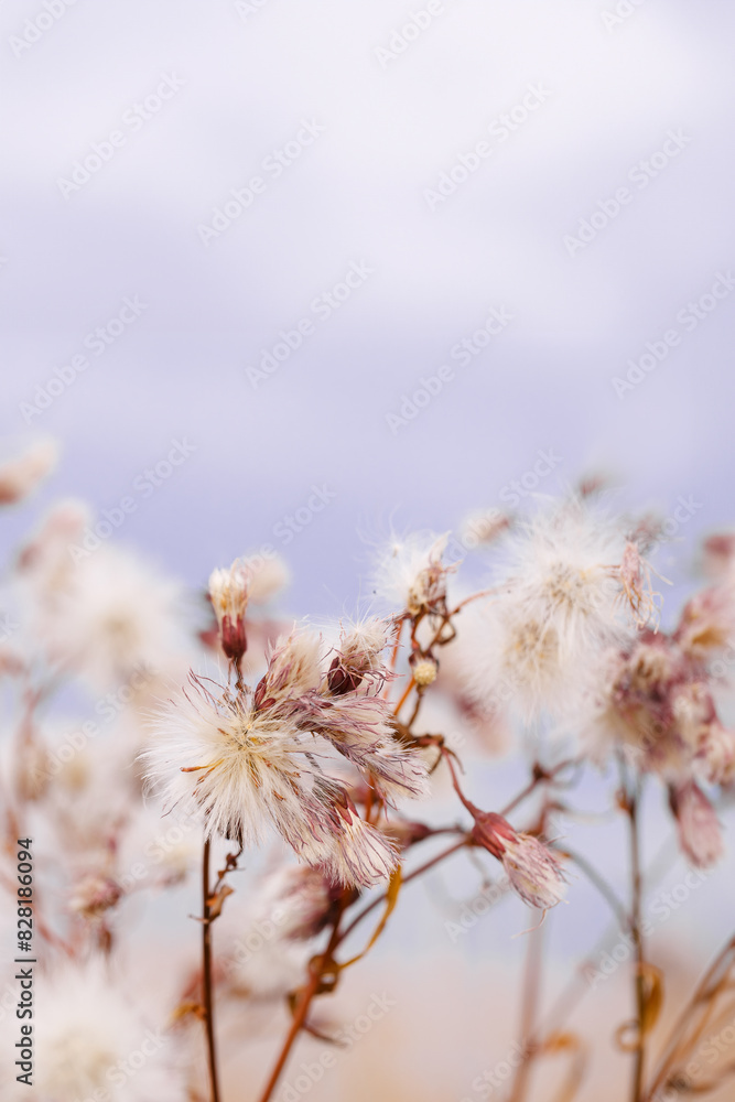 White fluffy seeds of flowers, forms and textures as natural environment pattern or textured background, top view blue beige pastel color minimal style nature pattern, aesthetic texture White fluffy seeds of flowers, forms and textures as natural environment pattern or textured background, top view blue beige pastel color minimal style nature pattern, aesthetic texture