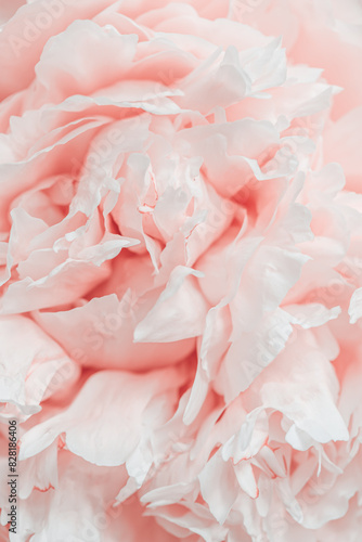 Cream color peony flowers close up nature background summer festive floral pattern, abstract nature delicate flowering backdrop, botany environment scenery, pastel pink blooming flower, sunlight