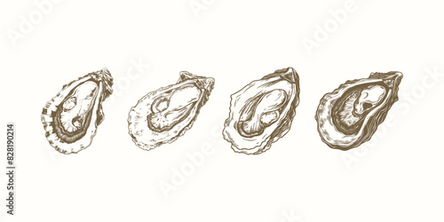 set of oyster engraving vintage vector illustration