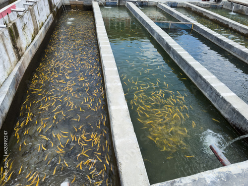 Foto Golden trout fishes in water tank in a fish farm