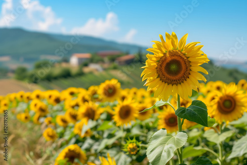 Sunflower field in full bloom, vibrant yellow flowers under the summer sun, clear blue sky