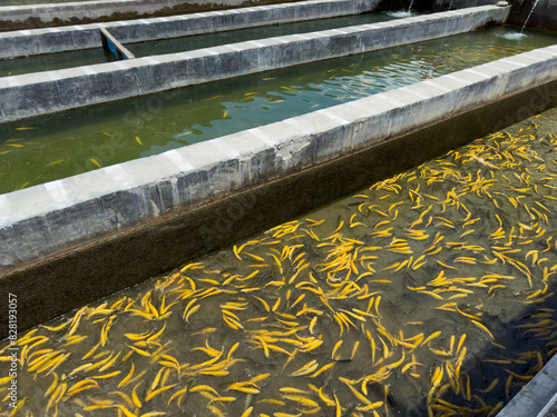 Bild auf Leinwand Trout farming in Madyan chail swat valley, Pakistan