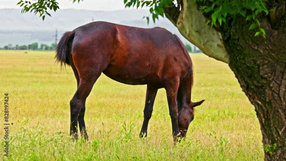 brown horse is grazing on green field under tree, selective focus telephoto view. brown horse is grazing on green field under tree, selective focus telephoto view.