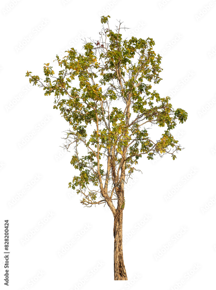 Tree isolated on transparent background with clipping path and alpha channel. Tree isolated on transparent background with clipping path and alpha channel.