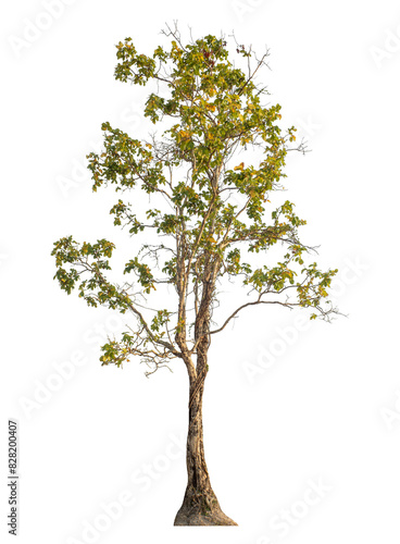 Tree isolated on transparent background with clipping path and alpha channel.