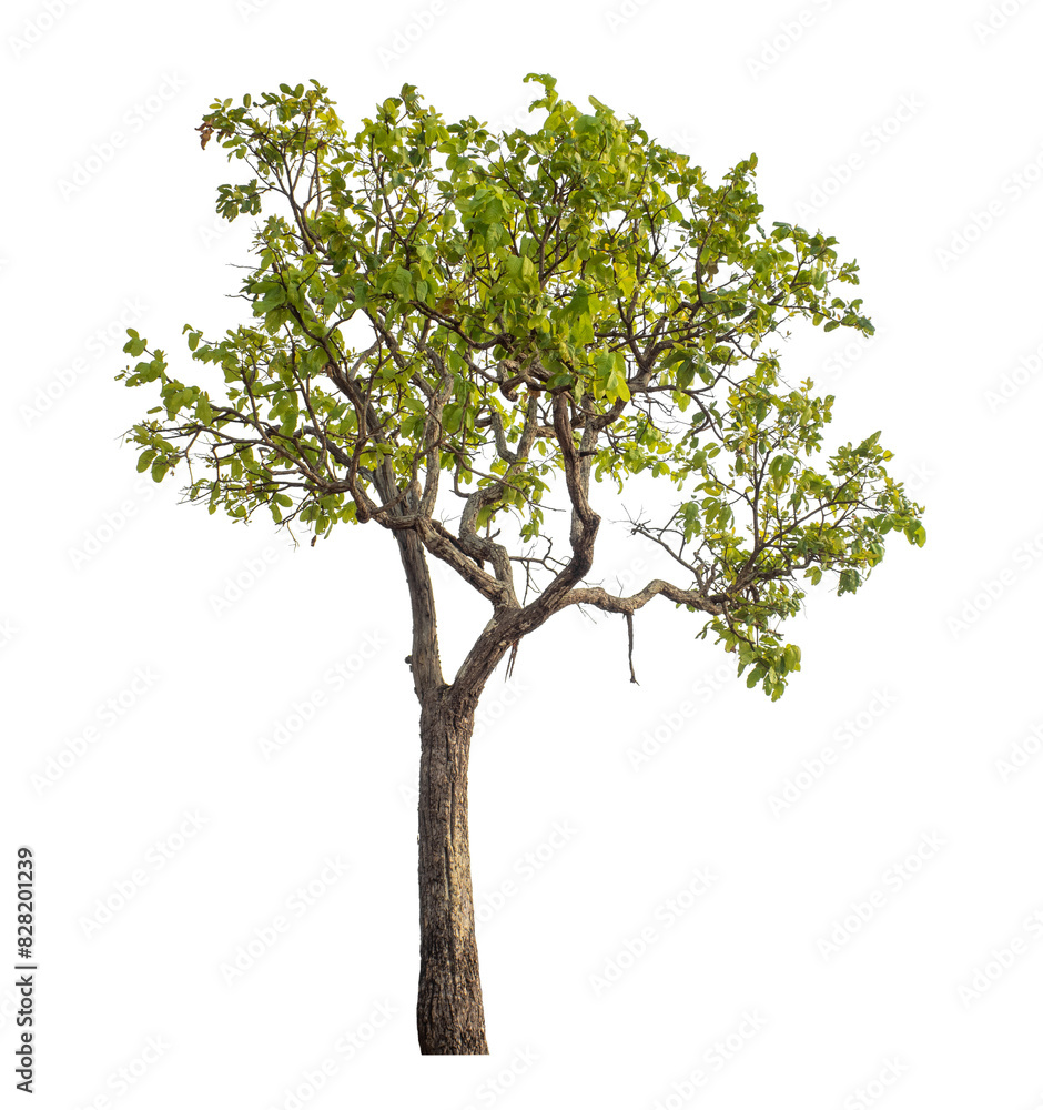 Green tree isolated on transparent background with clipping path and alpha channel. Green tree isolated on transparent background with clipping path and alpha channel.
