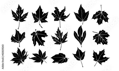 Autumn leaves silhouettes, Silhouette maple leaf, Silhouettes of maple leaf isolated on white background