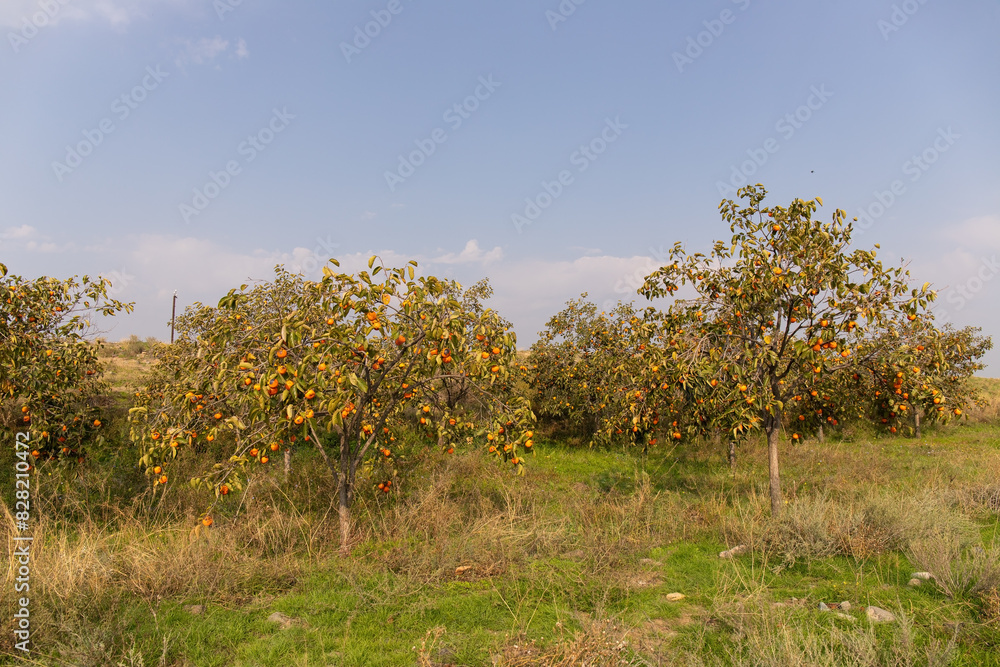 Large garden with persimmon trees.